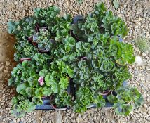 2 TRAYS X 12 X 11CM POTS UPRIGHT GERANIUM.