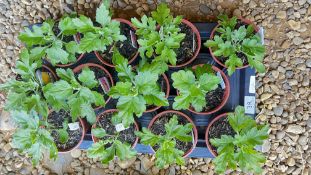 1 TRAY X 12 X 11CM POTS CHRYSANTHEMUM CUTTINGS - BLOOM.