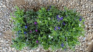 1 TRAY X 15 X 9CM POTS LOBELIA INFINITY.
