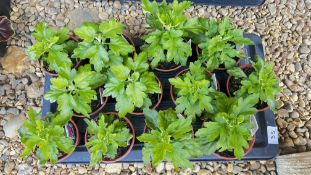 1 TRAY X 12 X 11CM POTS CHRYSANTHEMUM CUTTINGS - SPRAY.