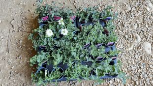 2 TRAYS X 15 X 9CM POTS VERBENA LANAI/SHOWBOAT.