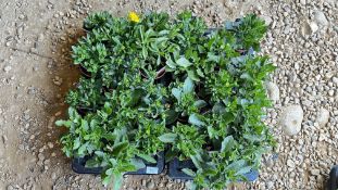 2 TRAYS X 12 X 11CM POTS OSTEOSPERNIUM.