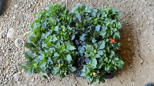 2 TRAYS X 12 X 11CM POTS DAHLIETTA DWARF DAHLIA.