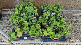 2 TRAYS X 12 X 11CM POTS TRAILING GERANIUM.