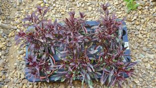 1 TRAY X 6 X 13CM GAURA BUTTERFLY.