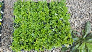 6 PACKS OF 12 LOBELIA FOUNTAIN.