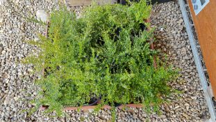 12 EVERGREEN HEDGING.