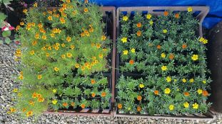 90 X MARIGOLDS AND 36 X TAGETES (WITHIN 2 RED PLASTIC TRAYS).