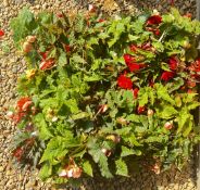 2 TRAYS X 12 X 11CM POTS BEGONIA ILLUMINATION.