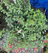 4 X LARGE (RED WHITE BLUE) FUCHSIA POTS.