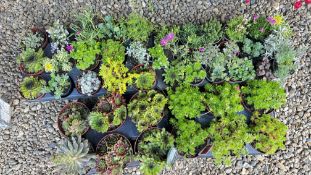 45 X MIXED ALPINE AND ROCKERY PLANTS (WITHIN 4 TRAYS).