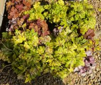12 X 2LTR POTS HEUCHERA.