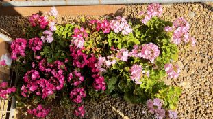 10 PACKS OF 4 PACK GERANIUM RINGO.