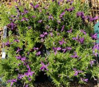2 TRAYS X 6 X 13CM POTS LAVENDER STOECHAS.