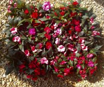 2 TRAYS X 12 X 11CM POTS NEW GUINEA IMPATIENS.