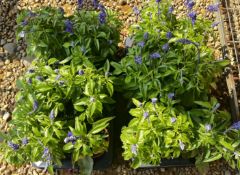2 TRAYS X 6 X 13CM POTS SALVIA VICTORIA.
