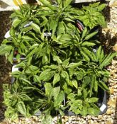 12 X 2LTR POTS ECHINACHEA SOMBERO.