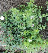 4 X LARGE (RED WHITE BLUE) FUCHSIA POTS.