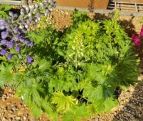 6 X 2LTR POTS DELPHINIUM MAGIC FOUNTAINS.
