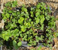 2 TRAYS X 12 X 11CM POTS STRAWBERRY PLANT.