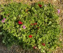 2 TRAYS X 15 X 9CM POTS GERANIUM TORNADO.