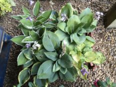 9 HOSTA'S.