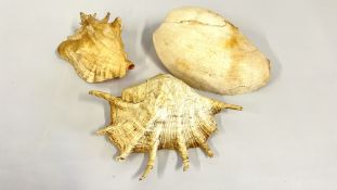 THREE SHELLS TO INCLUDE A CONCH AND MELO EXAMPLE.