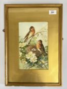 A FRAMED AND MOUNTED WATERCOLOUR DEPICTING NESTING ROBINS BEARING SIGNATURE C. RUSBY.