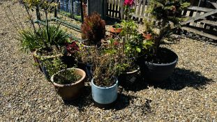 A GROUP OF FOURTEEN VARIOUS GARDEN PLANTERS AND CONTENTS TO INCLUDE MANY GLAZED EXAMPLES PLUS THREE