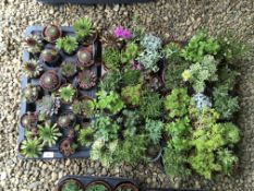 3 TRAYS ROCKERY / ALPINE MIX (53 PLANTS).