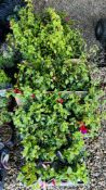 LARGE COLLECTION VARIOUS SIZED FUCHSIAS (40 PLANTS).