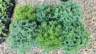 1 X TRAY OF 6 HARDY GARDEN MUM.