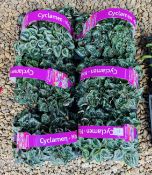 6 X 4 PACK MINI CYCLAMEN.