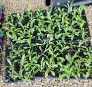 6 X 12 PACK WALL FLOWER - TOM THUMB.