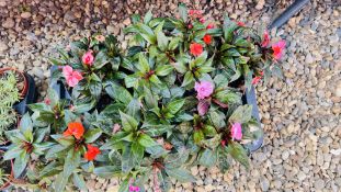 6 X 2LTR POTS NEW GUINEA IMPATIENS.