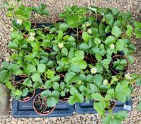 2 X 12 X 11CM POTS STRAWBERRY PLANT.