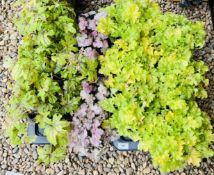 12 X 2LTR POTS HEUCHERA - BUTTERED RUM.