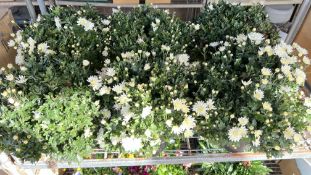 6 X 4 LTR POTS GARDEN MUMS.