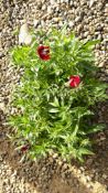 2 X 6 PACK DIANTHUS FESTIVAL.