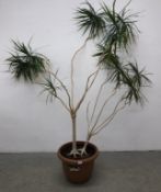 A LARGE POTTED DRACENA 'DRAGON 79 TREE' APPROX H 180CM.