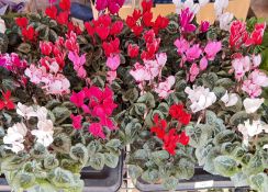 2 X 12 X 11CM POTS MINI CYCLAMEN METIS.