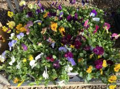 2 X 15 X 9CM POTS TRAILING PANSY WAVE.