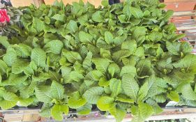 10 X 6 PACK POLYANTHUS CRESCENDO.
