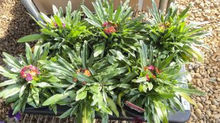 6 X 2 LTR POTS ERYSIMUM.