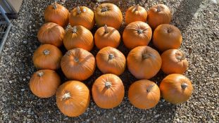 20 PUMPKINS.