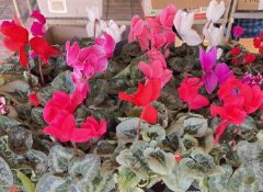 2 X 6 X 13CM POTS LARGE CYCLAMEN HALIOS.