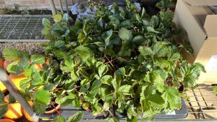 2 X 12 X 11CM POTS STRAWBERRY PLANTS.
