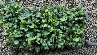 10 X 6 PACK X POLYANTHUS STELLA MIX.