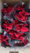 4 X 15 TRAYS X 10CM POINSETTIA.