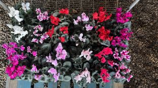 4 X 6 PACK X 13CM LARGE CYCLAMEN.